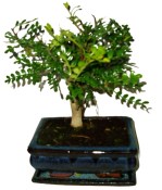 Tlustice - Portulacaria Afra 167 (2/2)