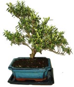 Venkovní bonsaje - Azalka - Rhododendron 399 (1/2)