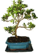 Venkovní bonsaje - Azalka - Rhododendron 691 (1/2)