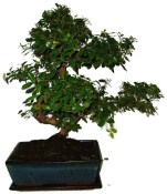 Vonkajšie bonsaje - Azalka - Rhododendron 693 (2/2)