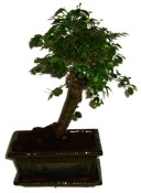 Zelkova 311 - pokojové bonsaje