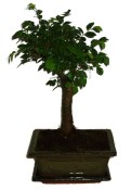 Zelkova 313 - pokojové bonsaje