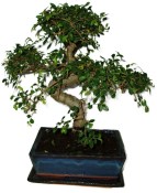 Zelkova 590 - izbová bonsai (2/2)