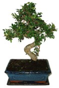 Zelkova 594 - izbová bonsai (2/2)