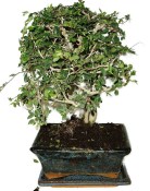 Zelkova 597 - izbová bonsai (2/2)