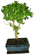Zelkova 608 - izbová bonsai (2/2)