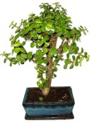 Zelkova 611 - izbová bonsaj (2/2)