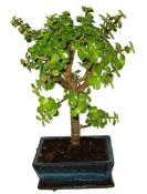 Zelkova 612 - izbová bonsaj (2/2)