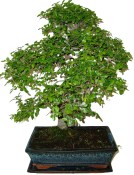 Zelkova 627 - pokojové bonsaje (1/2)