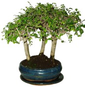 Zelkova 644 - stromořadí - pokojové bonsaje (1/2)