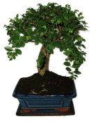 Zelkova 656 - izbové bonsaje - obmena lístočkov (2/2)