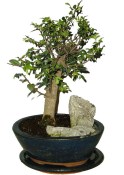 Zelkova 656 - pokojové bonsaje (1/2)