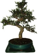 Zelkova 732 - pokojová bonsai (1/2)