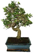 Zelkova 736 - pokojové bonsaje (1/2)