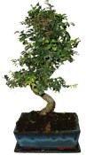 Zelkova 826 - pokojová bonsaj (1/2)