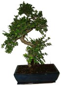 Zelkova 836 - pokojová bonsai (1/2)