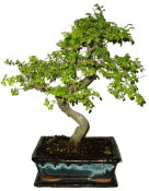 Zelkova 871 - pokojová bonsai (1/2)