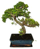Zelkova 930 - pokojová bonsaj (1/2)