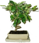 Acerola - Malpighia glabra - tropická barbadosská třešeň 248 (1/2)