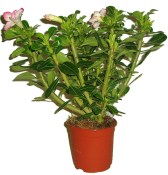 Adenium pouštní růže velká košatá  (2/2)