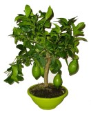 Citrus - bonsaj citron