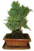 Juniperus - Jalovec 474 - venkovní bonsai (1/2)