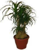 Nolina speciální - 3 kmeny 261 (1/2)