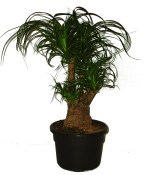 Nolina speciální - 7 kmenů 263 (1/2)