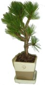 Pinus leucodermis Schmidt 798 (2/2)