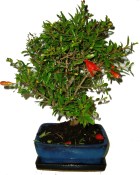 Punica grantum - granátové jablíčko 232 (1/2)