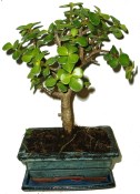 Tlustice - Portulacaria Afra 167 (1/2)