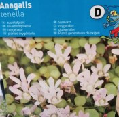 Vodní rostliny - Anagalis