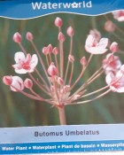Vodní rostliny - Botomus Umbellatus (Šmel okoličnatý) (1/3)