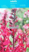 Vodní rostliny - Lobelia cardinalis