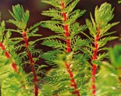 Vodní rostliny - Myriophilum Spicatum