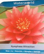 Vodní rostliny - Nymphaea Attraction (Leknín červený) - box (1/2)