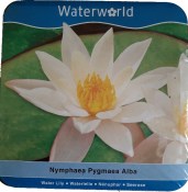 Vodní rostliny - Nymphaea Pygmaea Alba (Vodní leknín) (1/2)