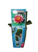 Vodní rostliny - Nymphaea 