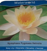 Vodní rostliny - Nymphaea Pygmaea (Trpasličí leknín) - více barev (4/4)