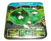 Vodní rostliny - Sagitaria graminea (Šípatka širolistá) (1/2)