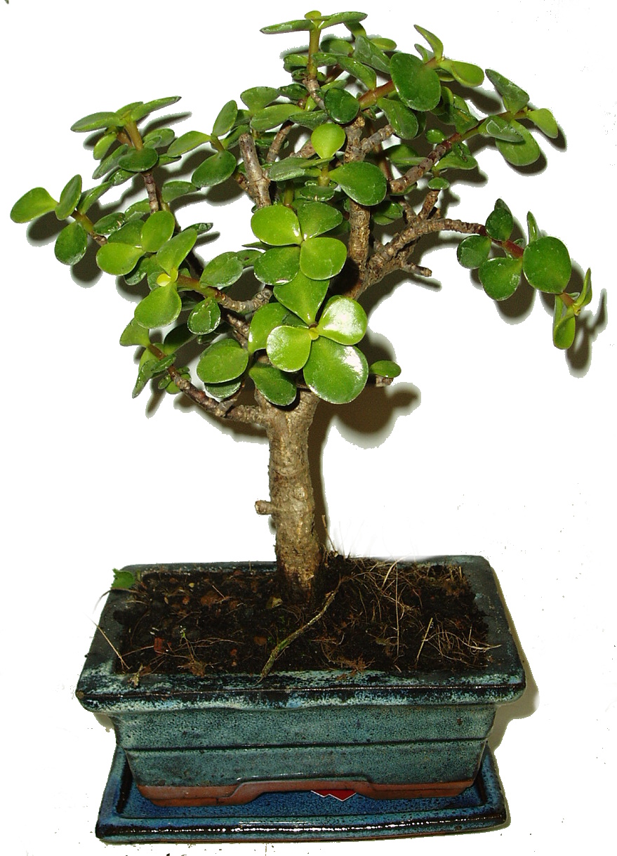 Tlustice - Portulacaria Afra 167