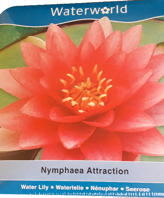 Vodní rostliny - Nymphaea Attraction (Leknín červený) - box