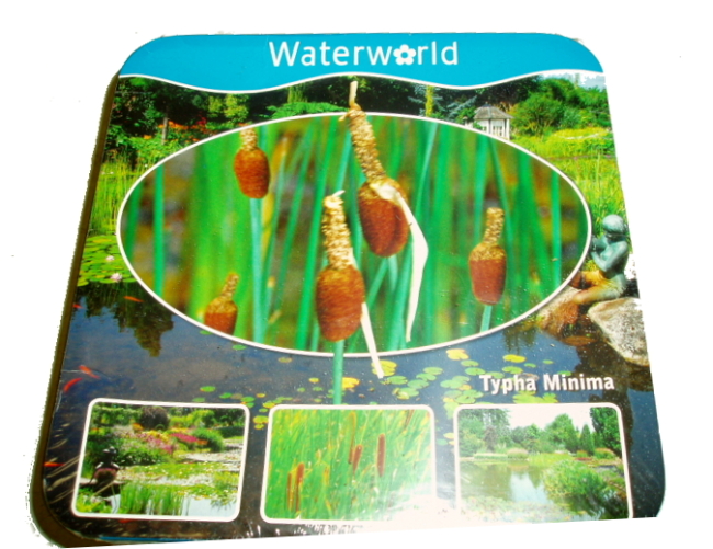 Vodní rostliny - Typha minima (Orobinec nejmenší)