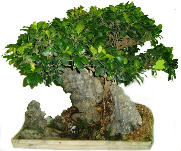 ficus retusabon