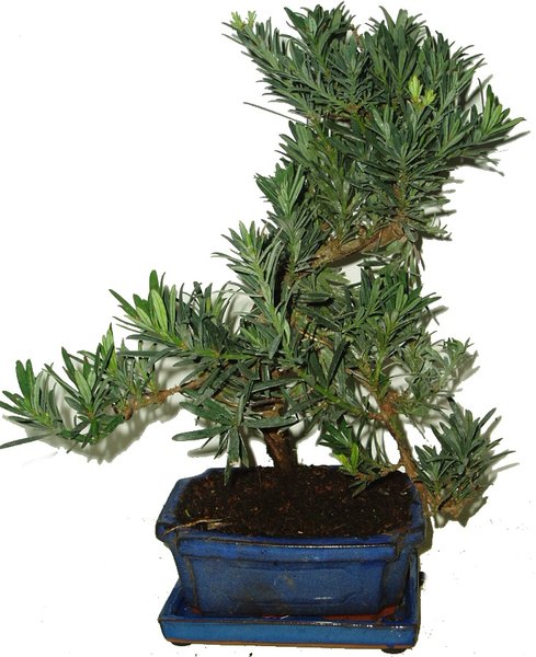 podocarpus kamenny tis 164 618 12722