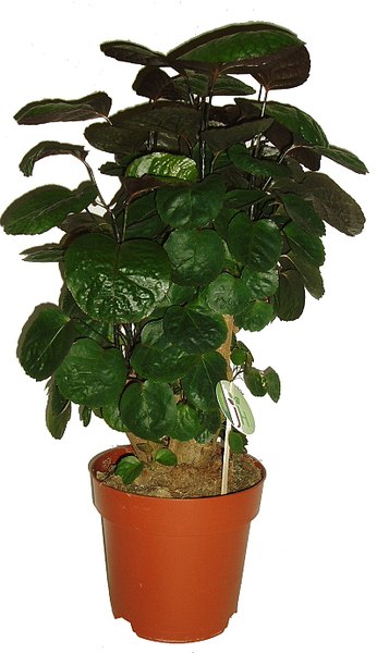 polyscias roble stinovka 3 2181 9146